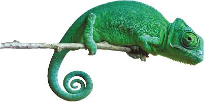 Chameleon Bathrooms Small Logo